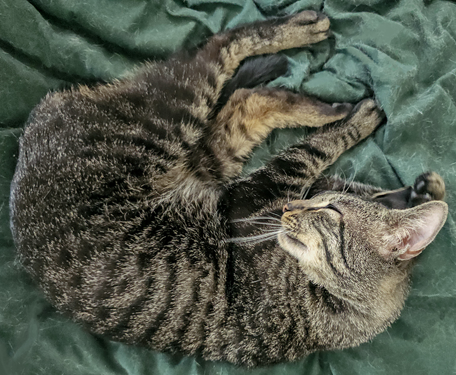 SMirror Top Cat Sanctuary cat photo